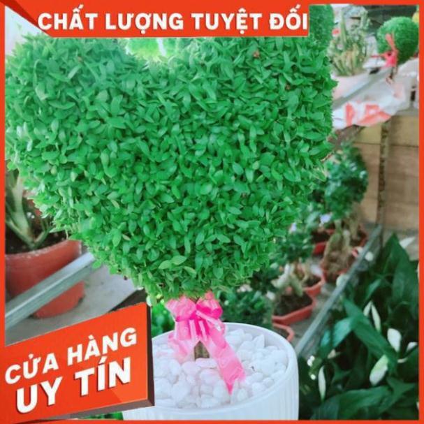 Cỏ may mắn hình trái tim