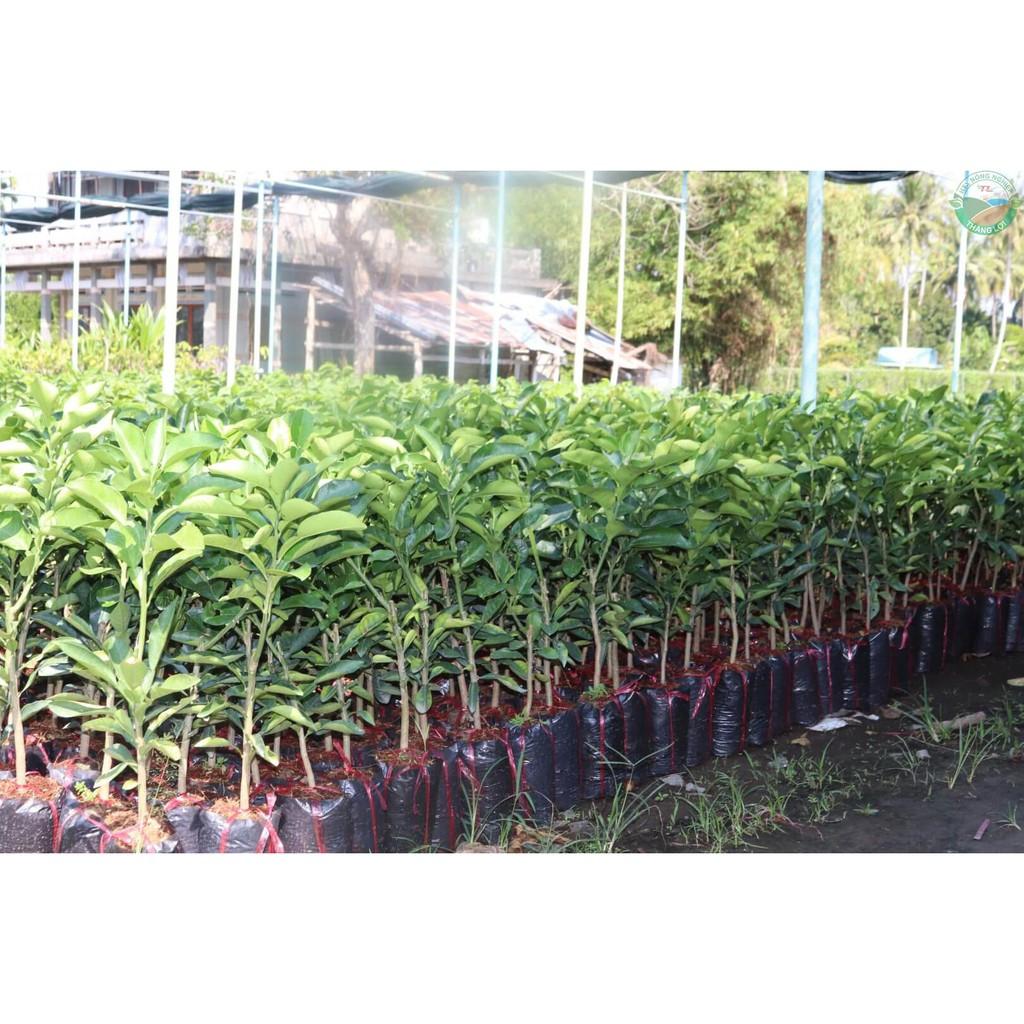Cây Bưởi Ruby Thái