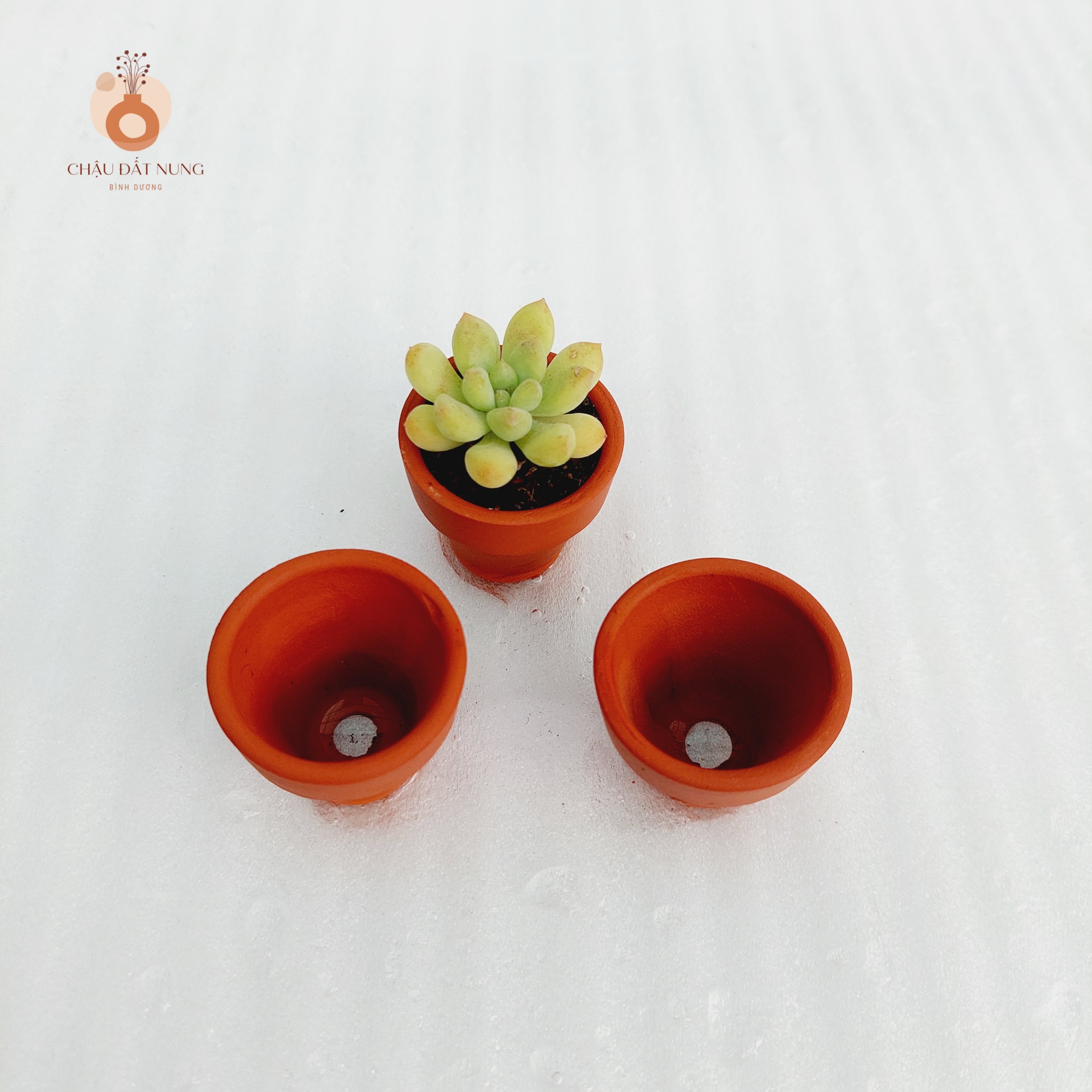 Chậu đất nung Bình Dương - Ly gờ, miệng chậu 3.5cm, chiều cao 3.5cm
