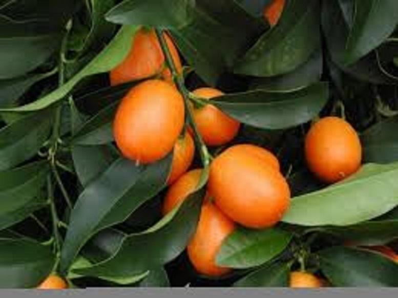 Cây QUẤT NGỌT siêu quả