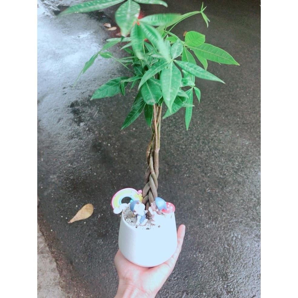 Chậu kim ngân tiểu cảnh Bán Chạy