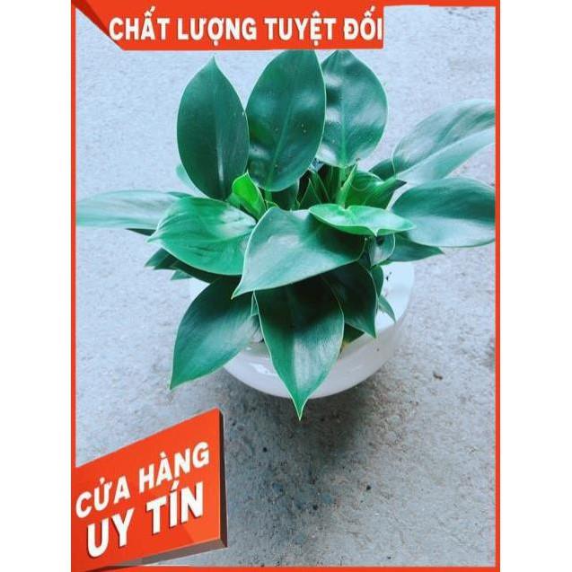 Chậu Trầu Bà Đế Vương