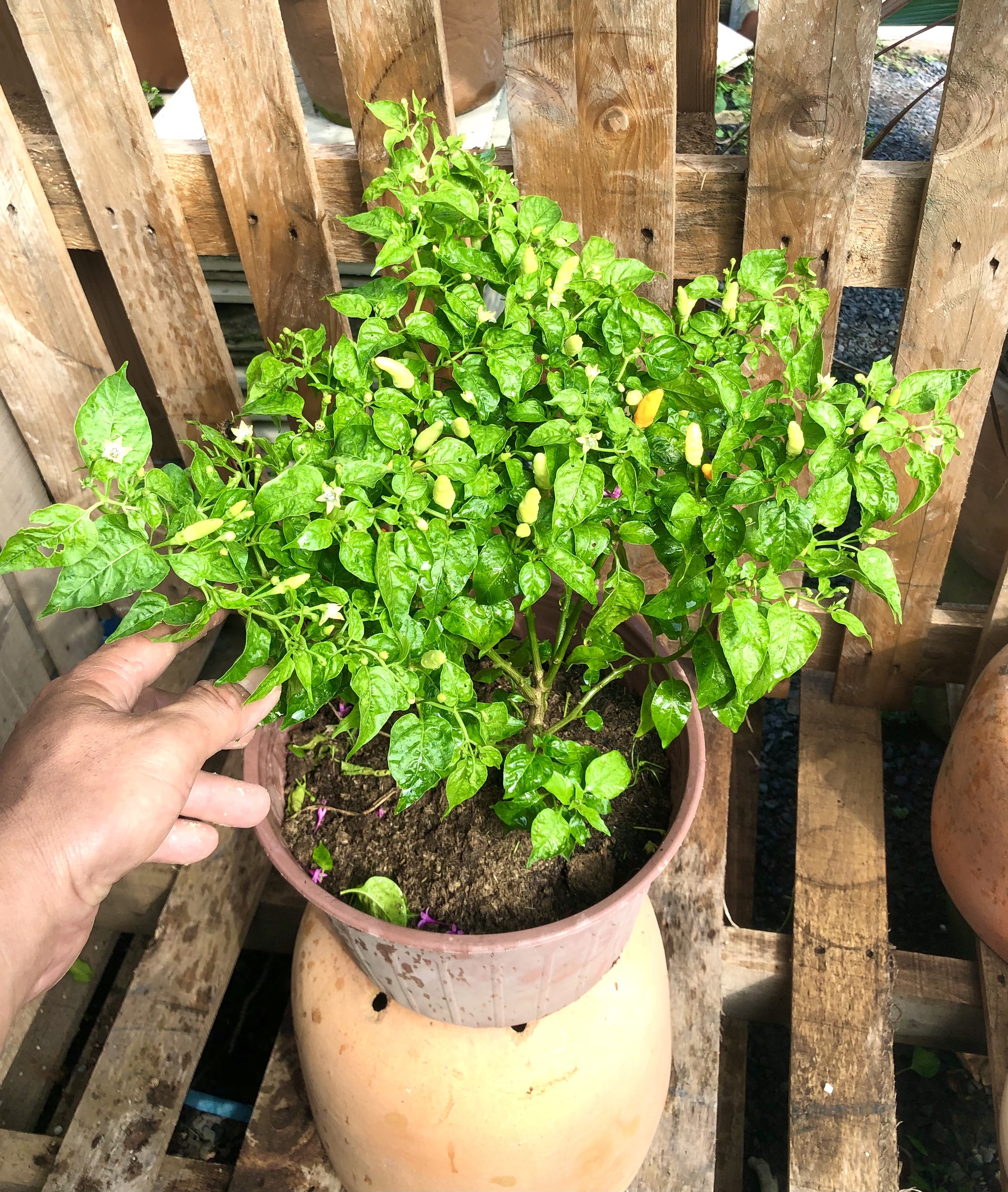 Chậu ớt Phan Thiết trái trắng