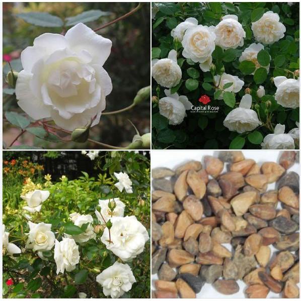 Hạt giống hoa hồng trắng - 20 hạt/gói