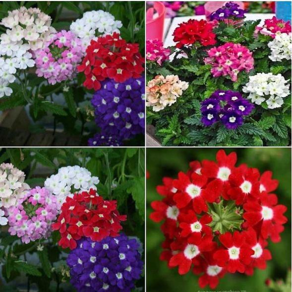 Hạt giống hoa cúc vân anh mix màu/gói 30 hạt