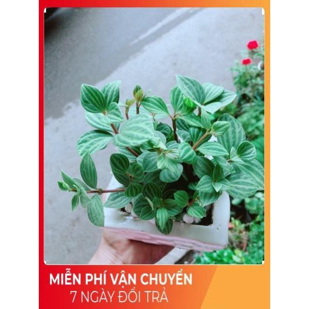 Chậu Cây Hột Xoàn