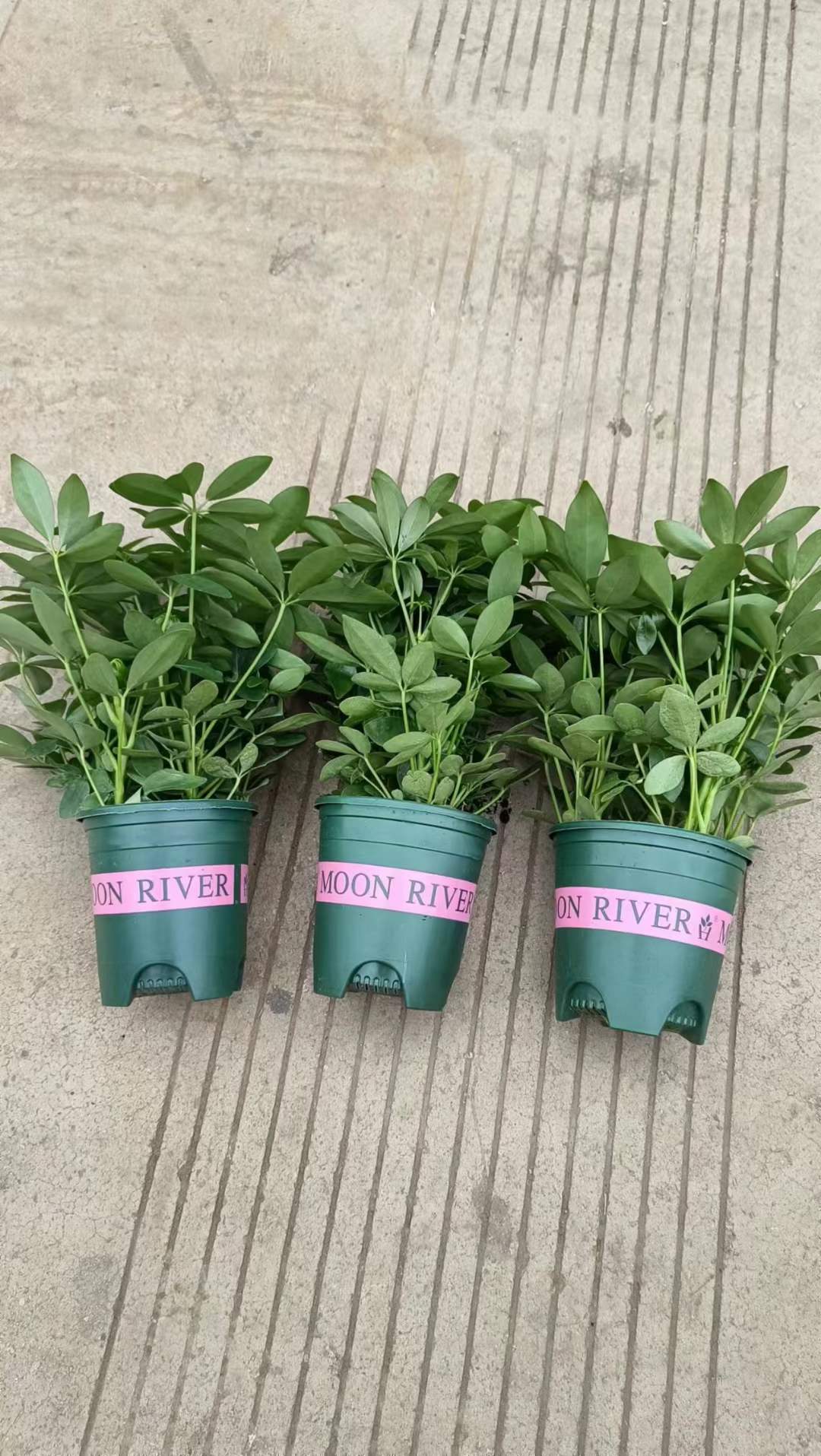 NGŨ GIA BÌ SIZE NHỎ