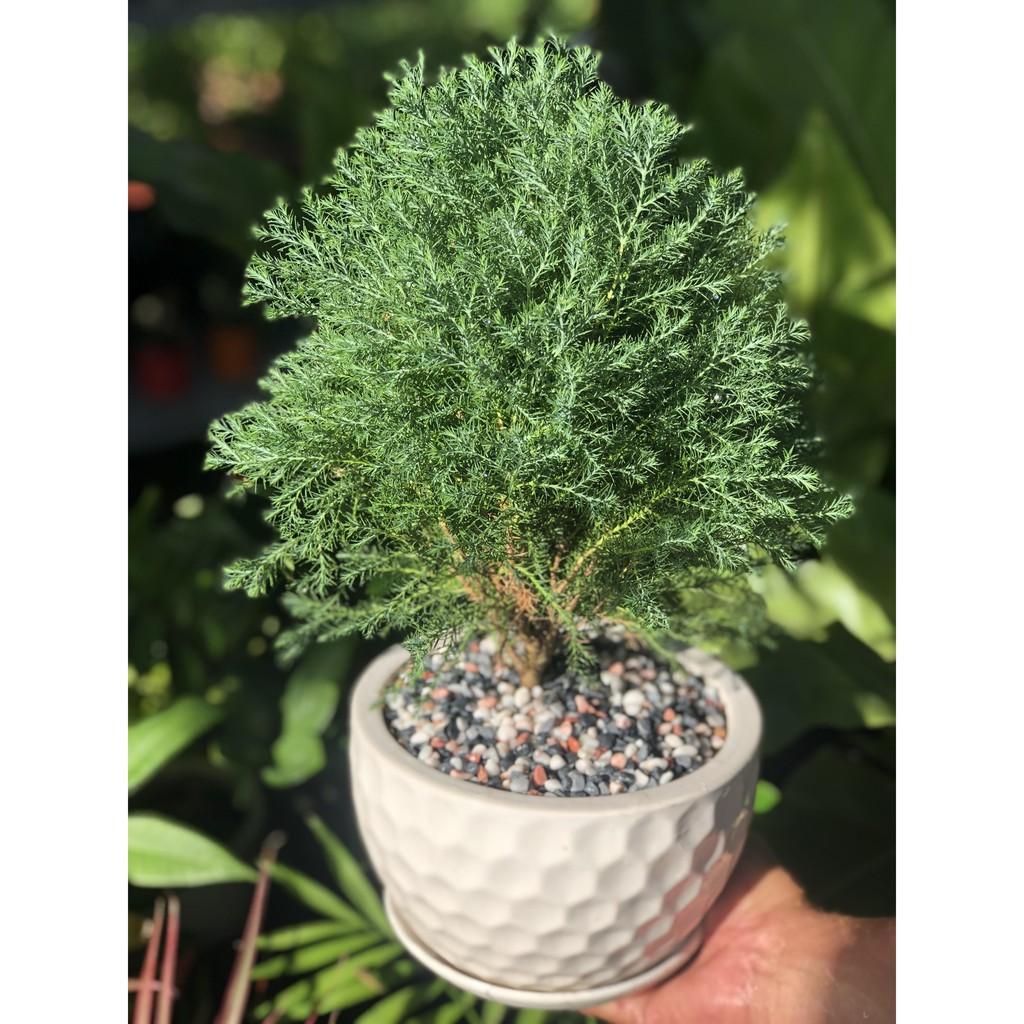 Chậu Sứ Tùng Bồng Lai để bàn