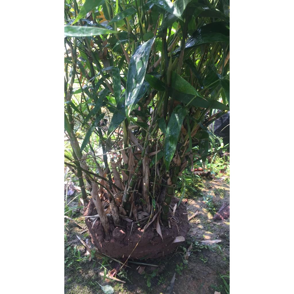 CÂY TRÚC ĐÙI GÀ, CÂY TRÚC ĐÙI GÀ