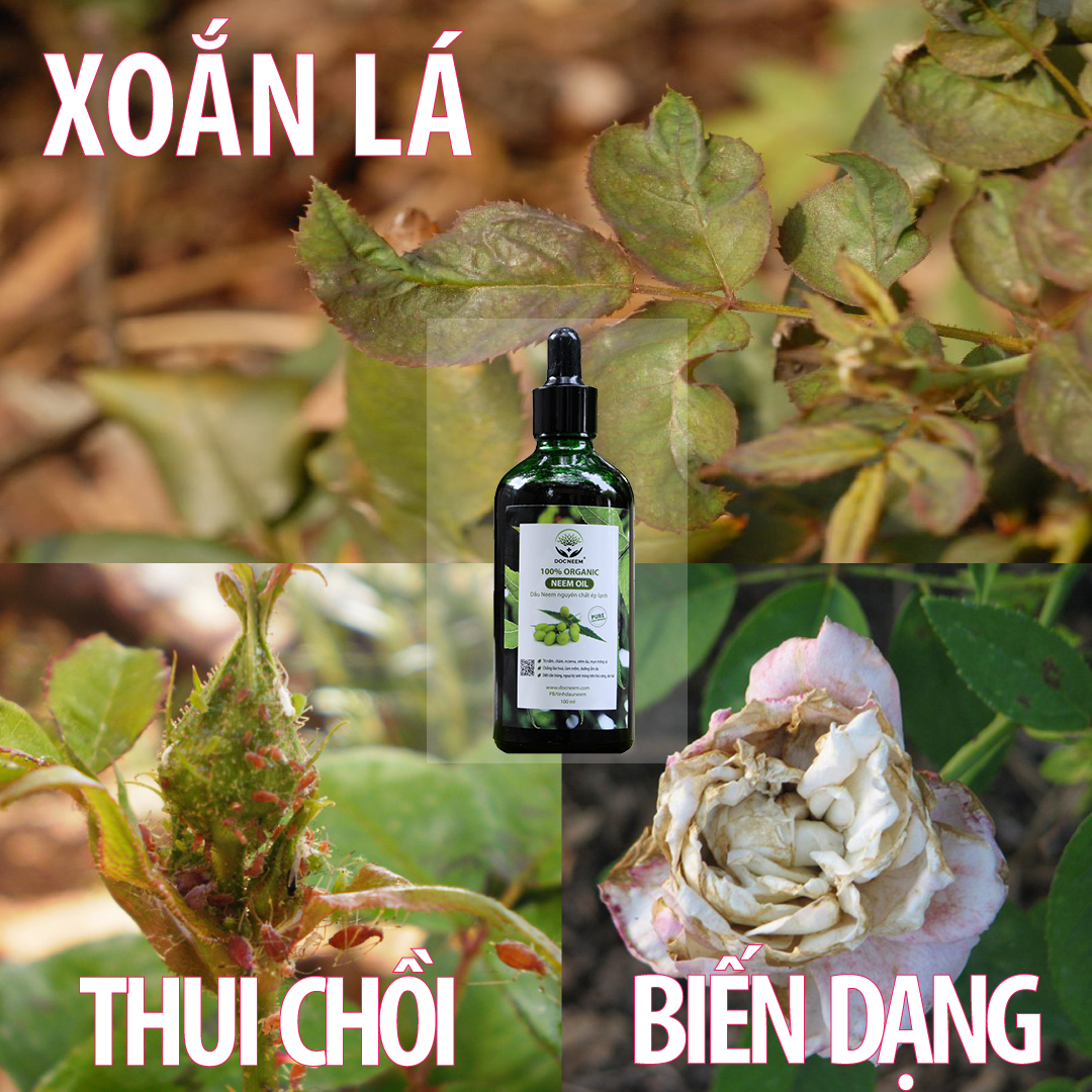 Combo Dầu Neem và Bánh dầu Neem hữu cơ DOCNEEM trị sâu bệnh, sùng đất cuốn chiếu, kích rễ hoa hồng chai 100ml và túi 1kg