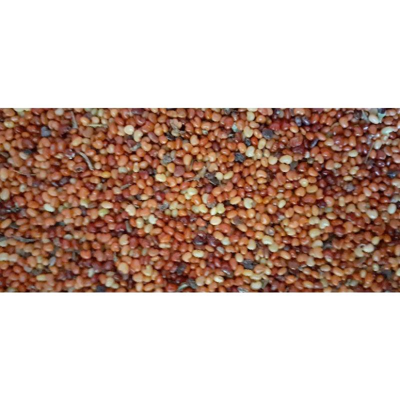 500 gram hạt muồng vàng nhỏ