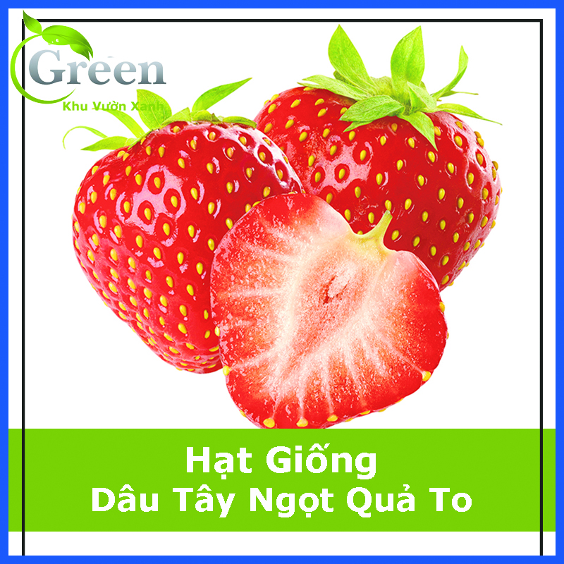 Hạt Giống Dâu Tây Ngọt Quả To Màu Đỏ