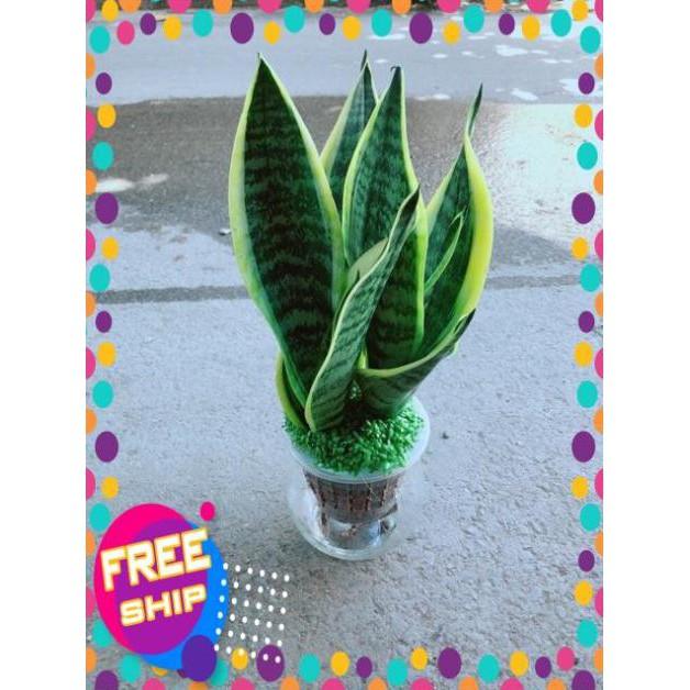 Chậu Lưỡi Hổ Thuỷ Sinh