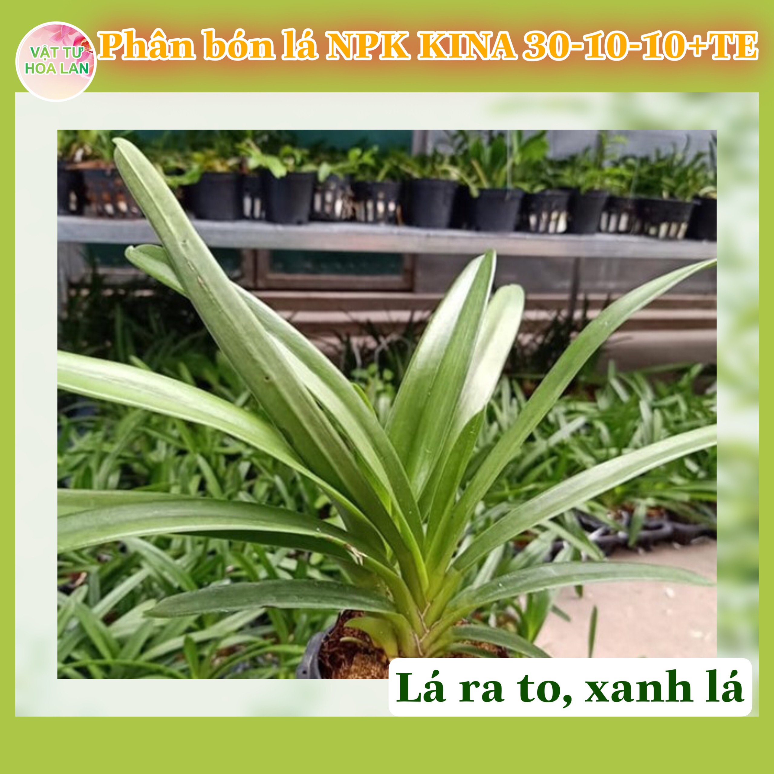 Phân bón lá NPK KINA 30-10-10+TE bổ sung vi lượng chuyên Hoa Lan gói 500gr