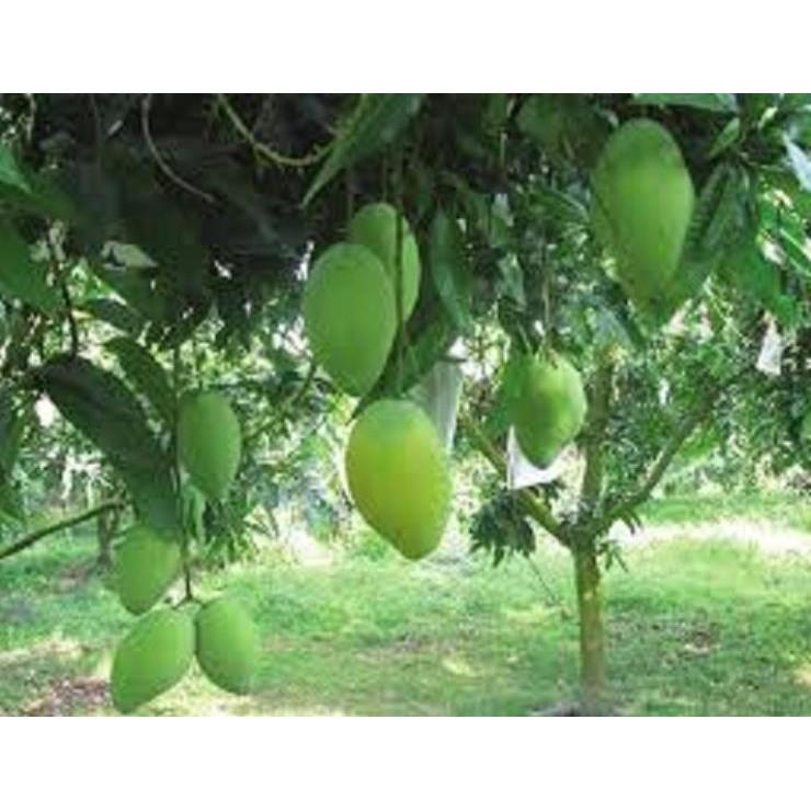 Cây giống XOÀI CÁT HÒA LỘC - Giống chuẩn F1 - Siêu sai quả ngon, ngọt