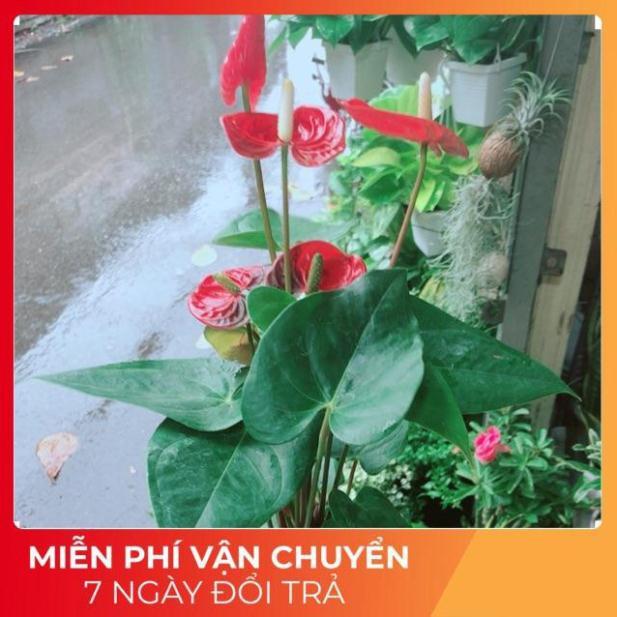 Cây Hồng Môn