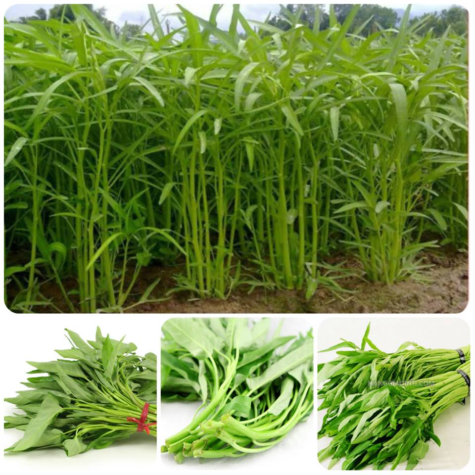 03 Gói Hạt Giống Rau Muống Tre - Nảy Mầm Cực Chuẩn