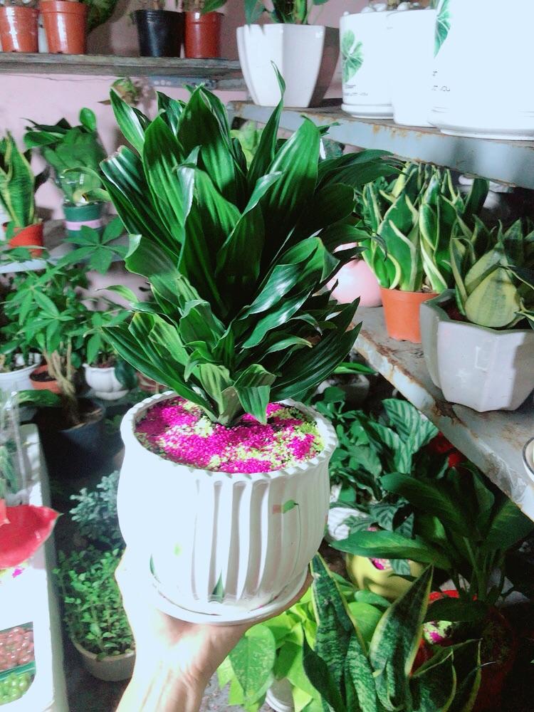 Chậu Cây Phát Tài Lá