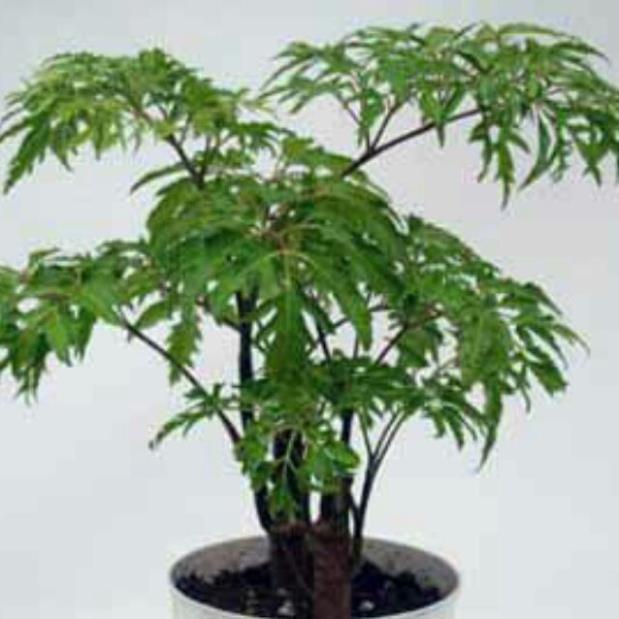 Cây đinh lăng giống