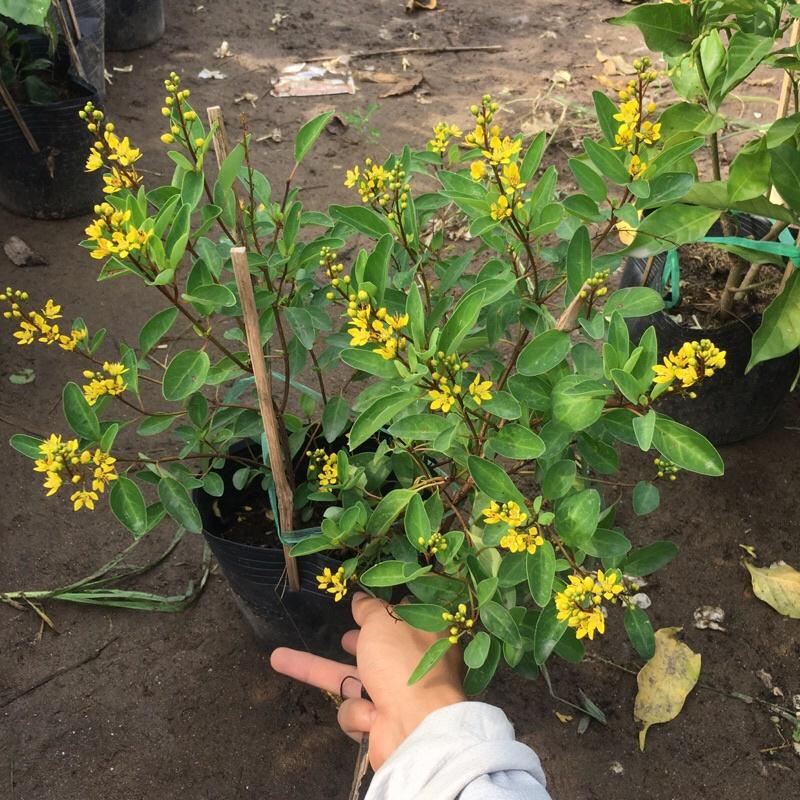 Cây kim đồng trồng bịch đen cao 25-30cm cây đã có hoa và nụ