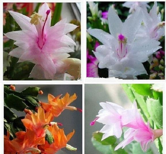 Lan càng cua đỏ hồng , chậu lan càng cua cam kết chất lượng sản phẩm mới