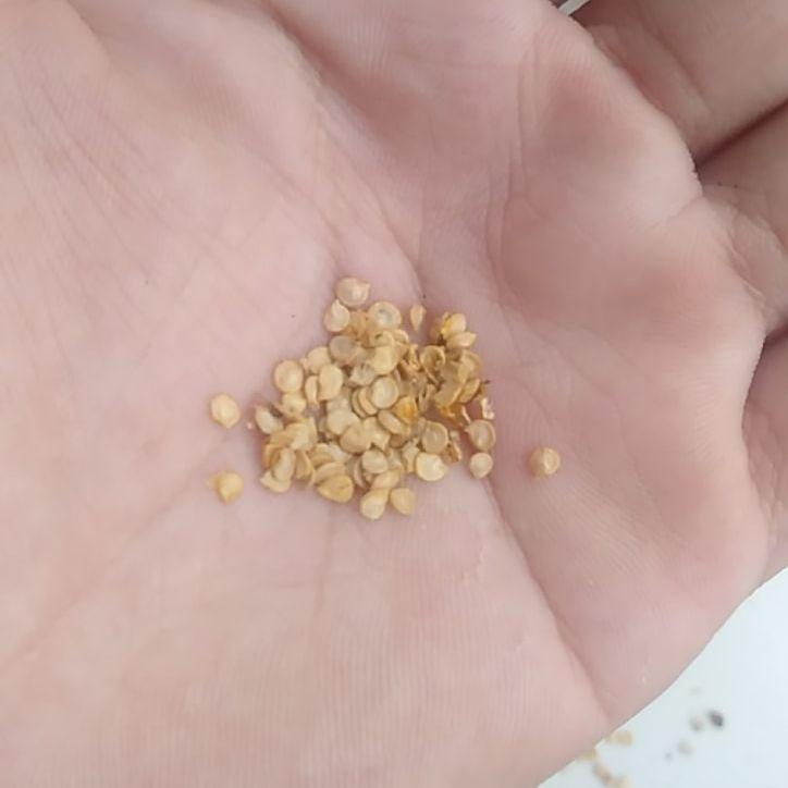 200 Hạt Giống Ớt Mắc Nhất Thế Giới Aji Charapita 570tr/kg Loại Ớt Ngon Và Đắt Nhất Thế Giới