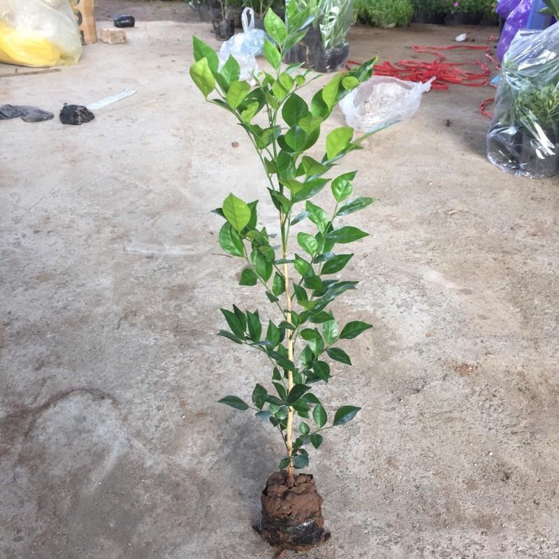 Cây nguyệt quế hạt, chiều cao 30cm thân trụ thẳng sức sống tốt dễ chăm sóc, thích hợp trang trí cảnh quan