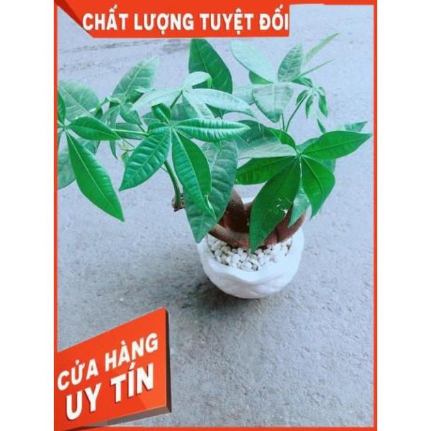 Chậu Kim Ngân Nơ