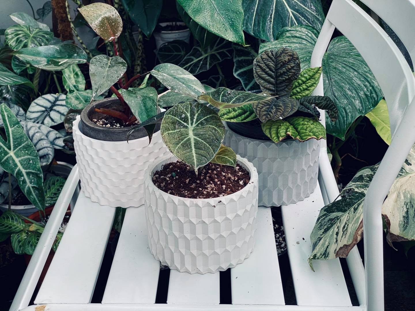 Combo 4 Chậu trồng sen đá , xương rồng, bonsai cây cảnh bằng xi măng, chính hãng Cori , chậu 3D Origami hình trụ tròn kích thước 15x11cm - Cement pots GiaThanh Decor