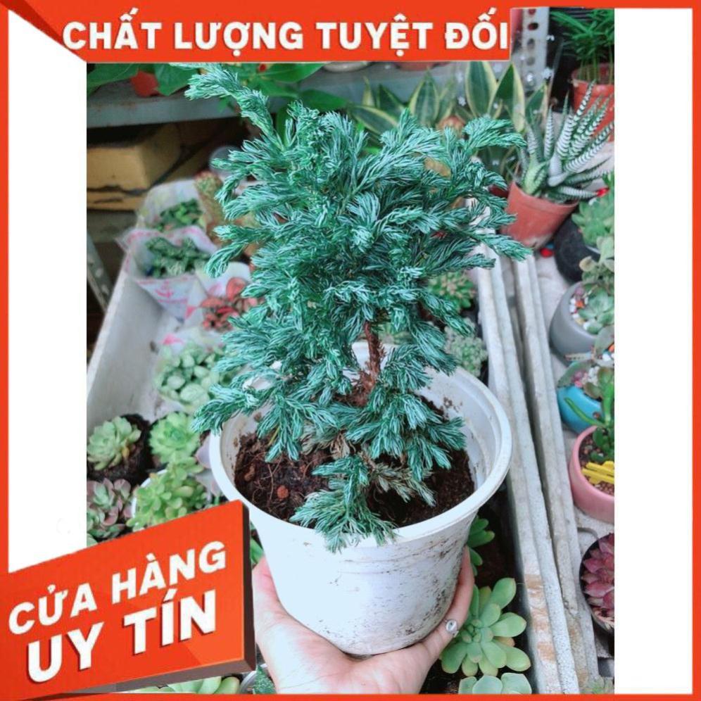 Cây Tùng Bạc Hay Tuyết Tùng