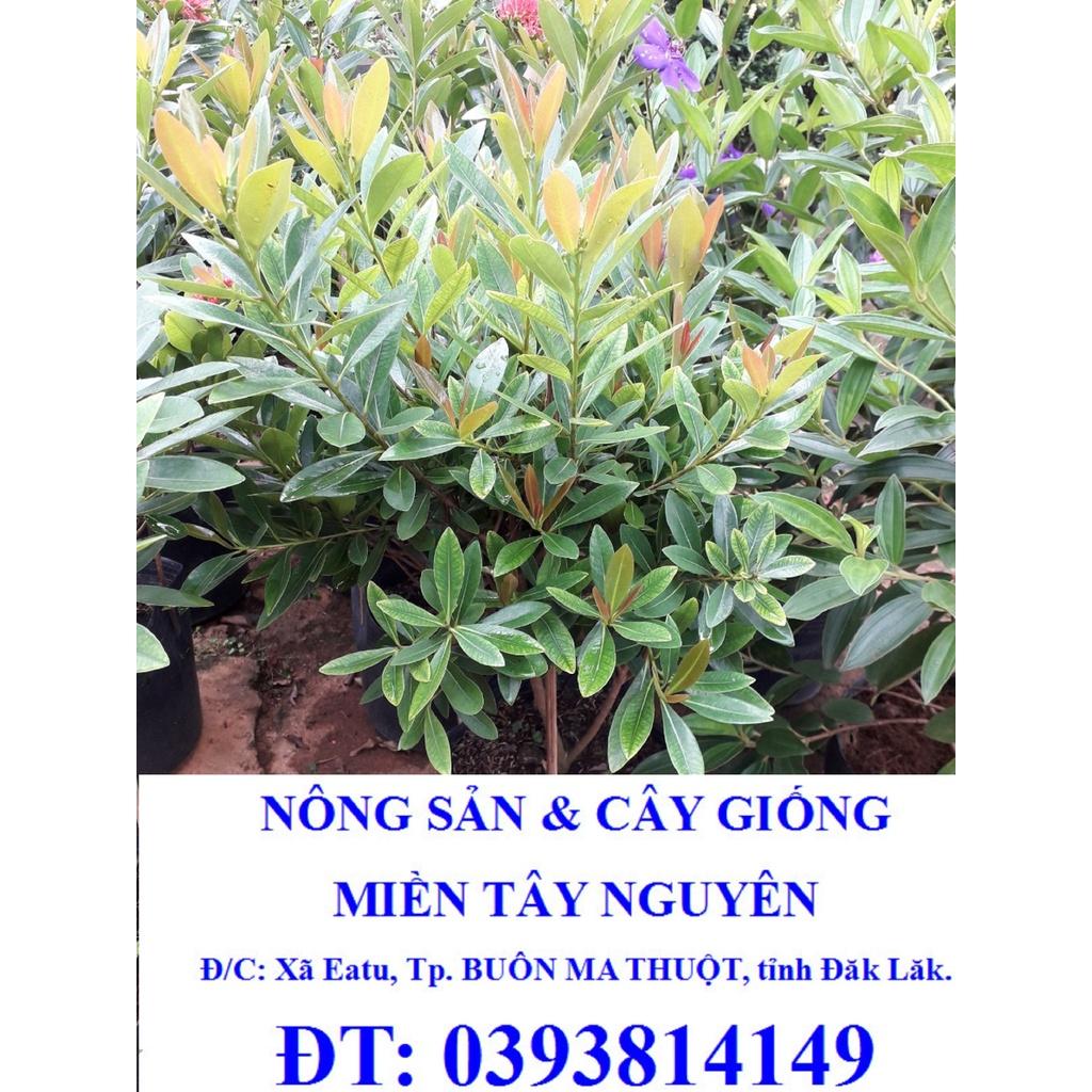 CÂY HOÀN NGỌC *