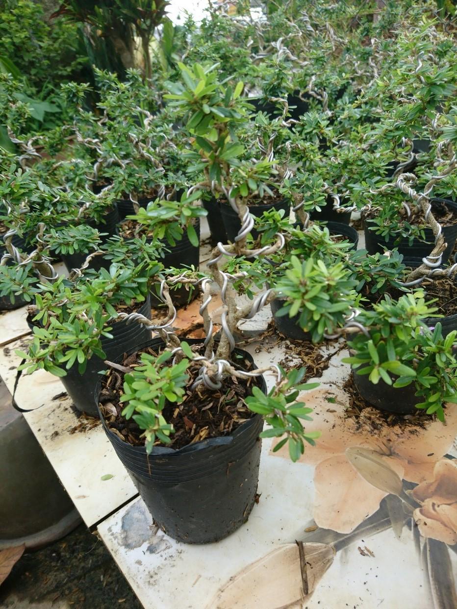 Cây linh sâm, cây LINH SÂM bonsai mini, Cây phong thủy xua đuổi tà khí