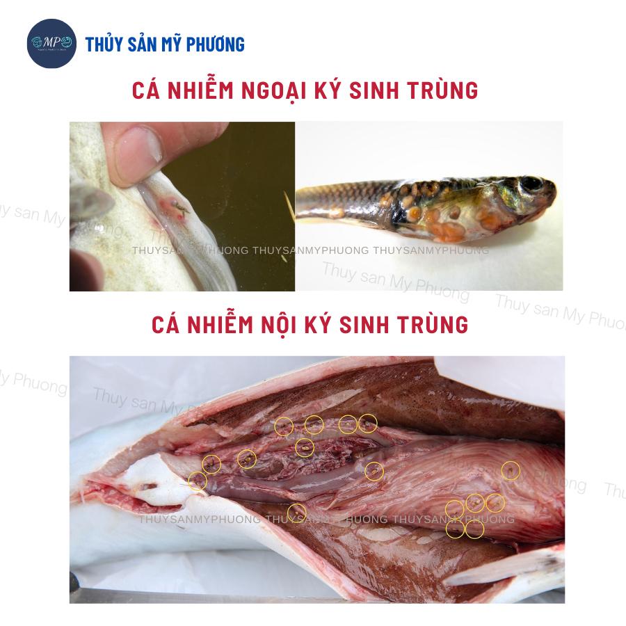 Xổ ký sinh trùng diệt nội ngoại ký sinh trùng Prazi xổ lãi giun nấm cho cá lươn ếch ốc ba ba tôm thẻ