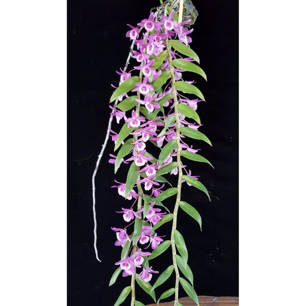 Trầm blue lai hoàng thảo vôi