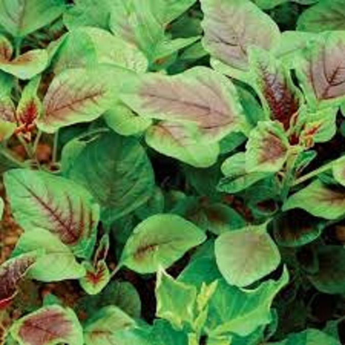 Hạt giống rau dền khoang dể trồng- gói 20 gram