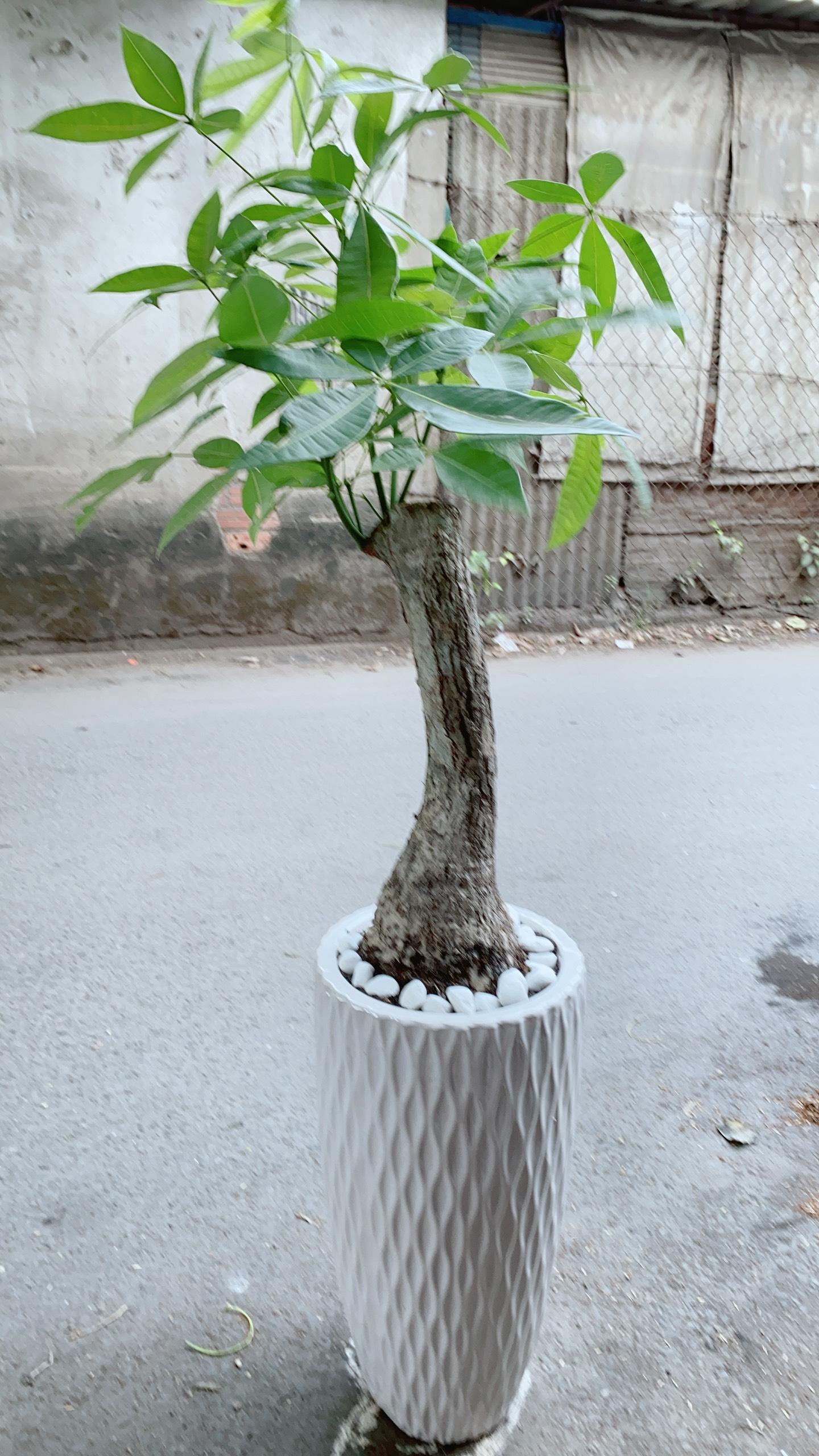 Chậu Kim Ngân Một Thân Lớn