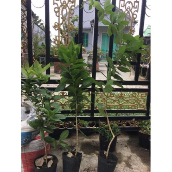 Cây hoa mai xanh thái