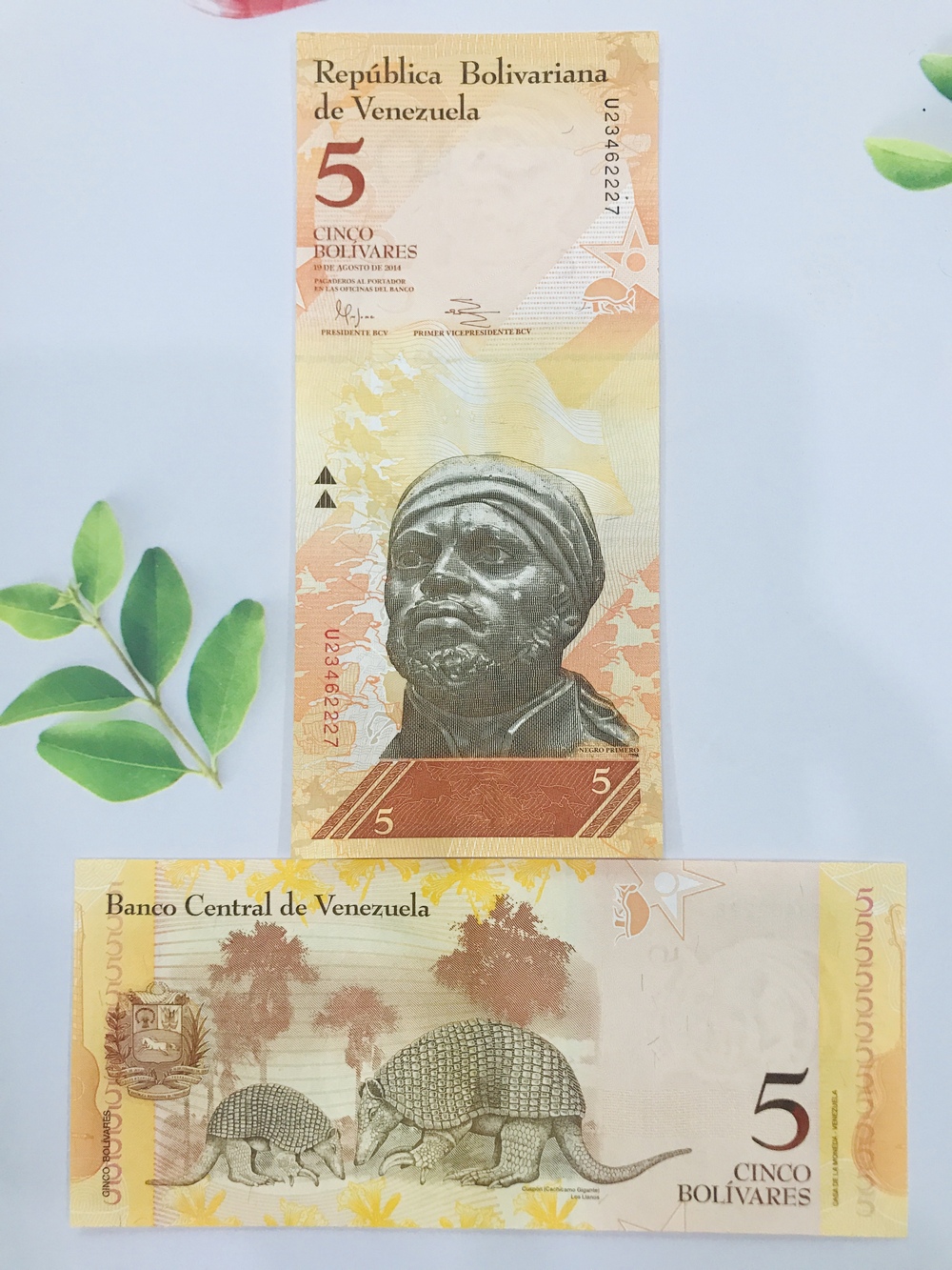 01 tờ tiền đất nước Venezuala 5 đồng hình con tê tê -  tặng phơi nylon bảo quản tiền
