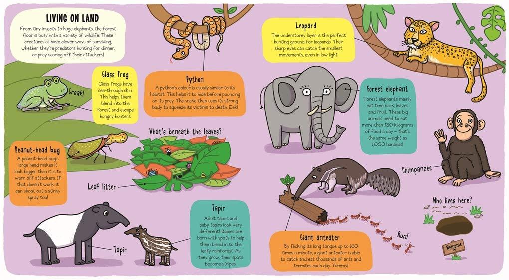 Sách ngoại văn: Little Explorers - In The Rainfore