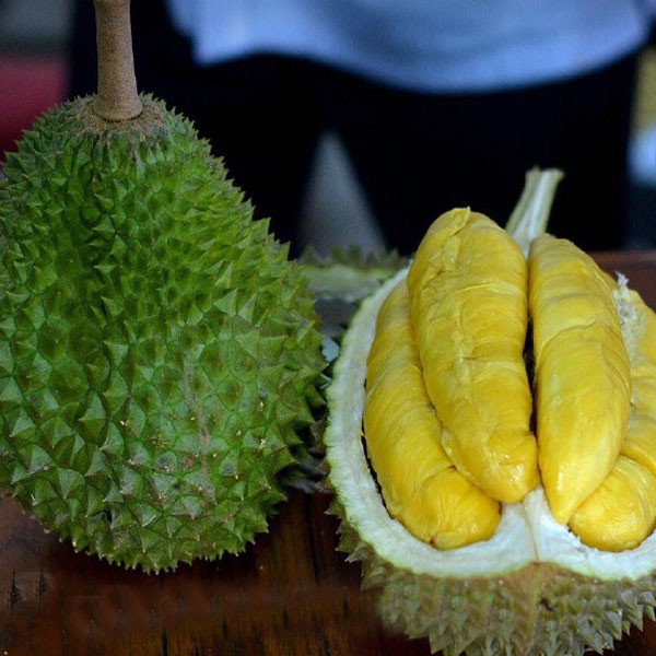 Cây Giống Sầu Riêng Ri6 Da Xanh Cơm Vàng Hạt Lép