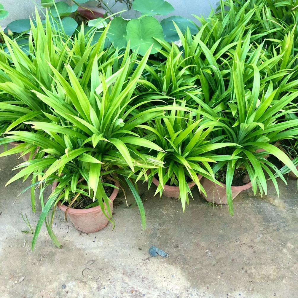 Cây lá nếp size trung
