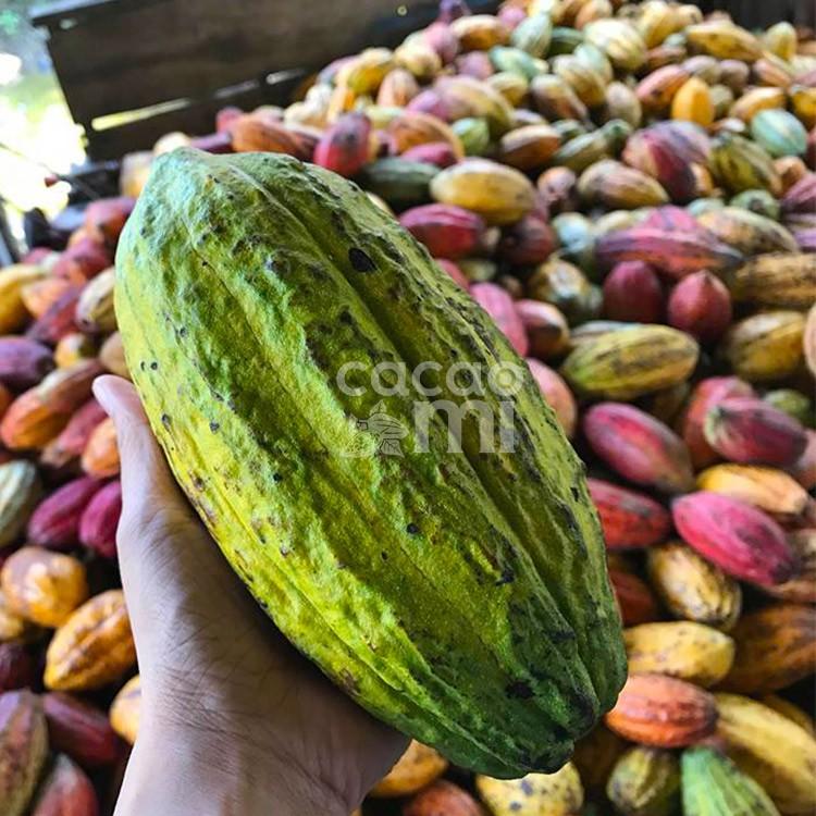 Thức uống socola - Bột cacao nguyên chất vị truyền thống CACAOMI Original đặc sản Việt Nam làm quà biếu tặng hộp 217g