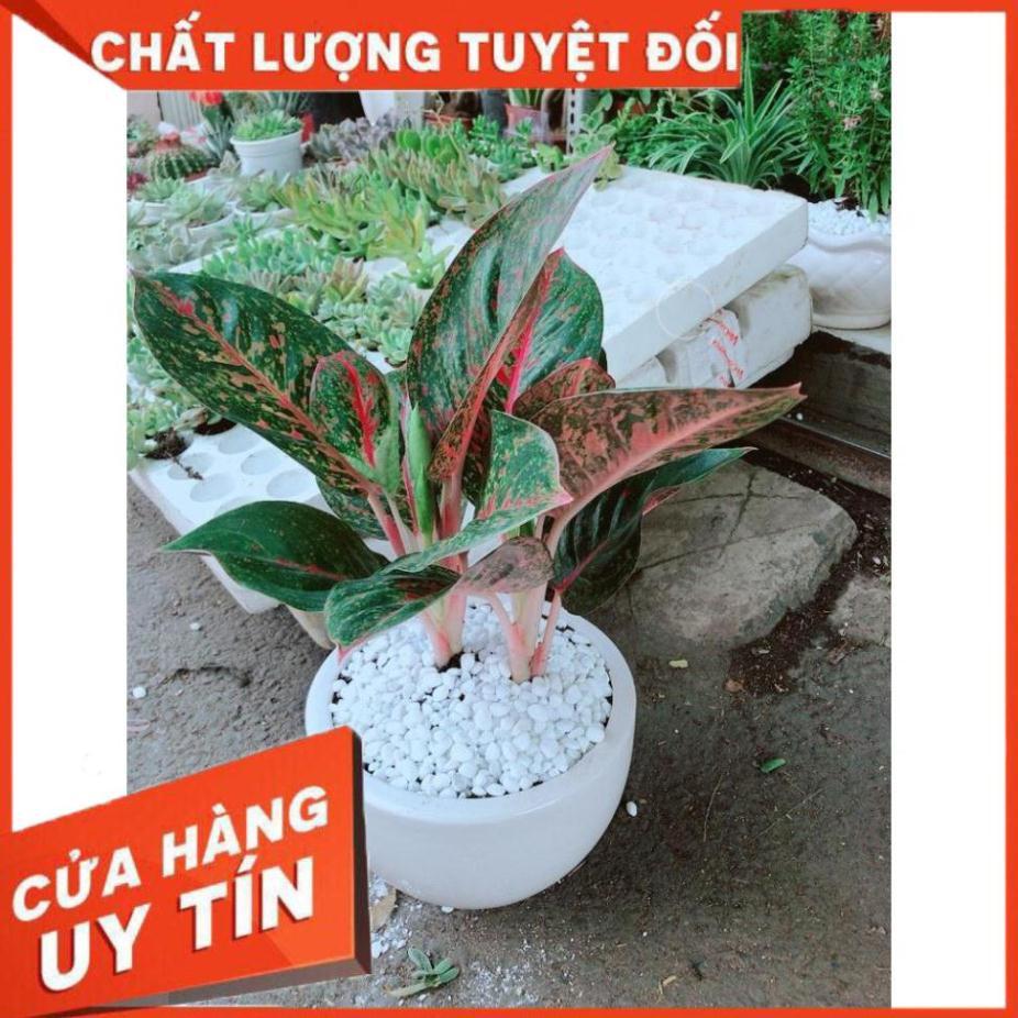 Chậu cây như ý Nhiều Người Mua