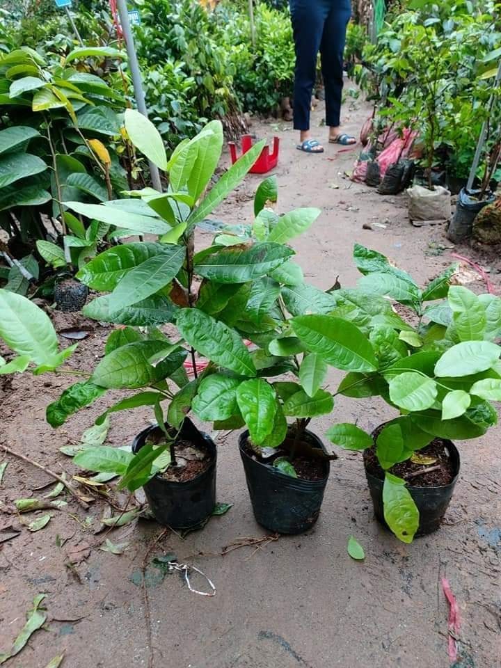 Cây hoa mai xanh Thái Lan hoa quanh năm