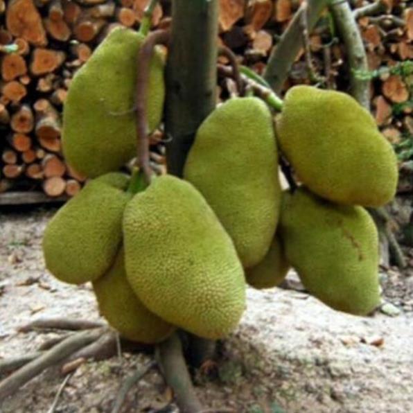 Sản phẩm MÍT THÁI SIÊU SỚM