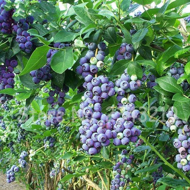 Cây giống Việt Quất