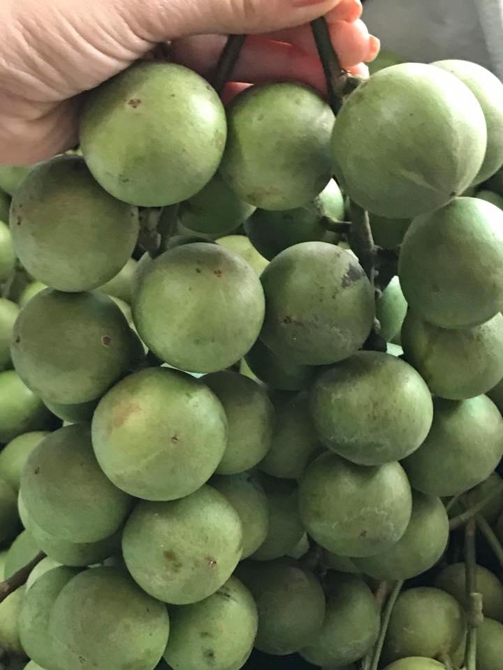 Cây Giống Dâu Da Xanh