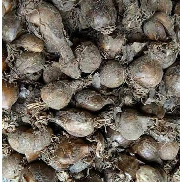 Bộ 5 củ giống hoa bỉ ngạn nhiều màu