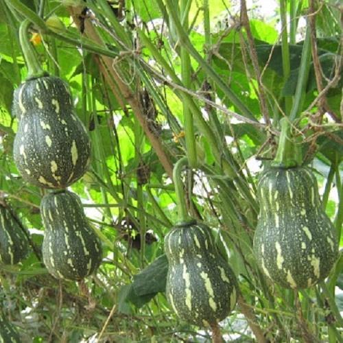 Hạt giống Bí Đỏ hạt đậu F1 - Bí hồ lô