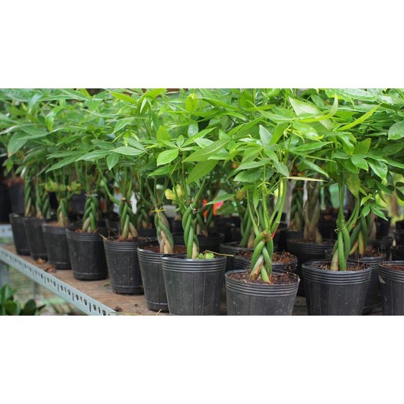 CÂY GIỐNG KIM NGÂN  *